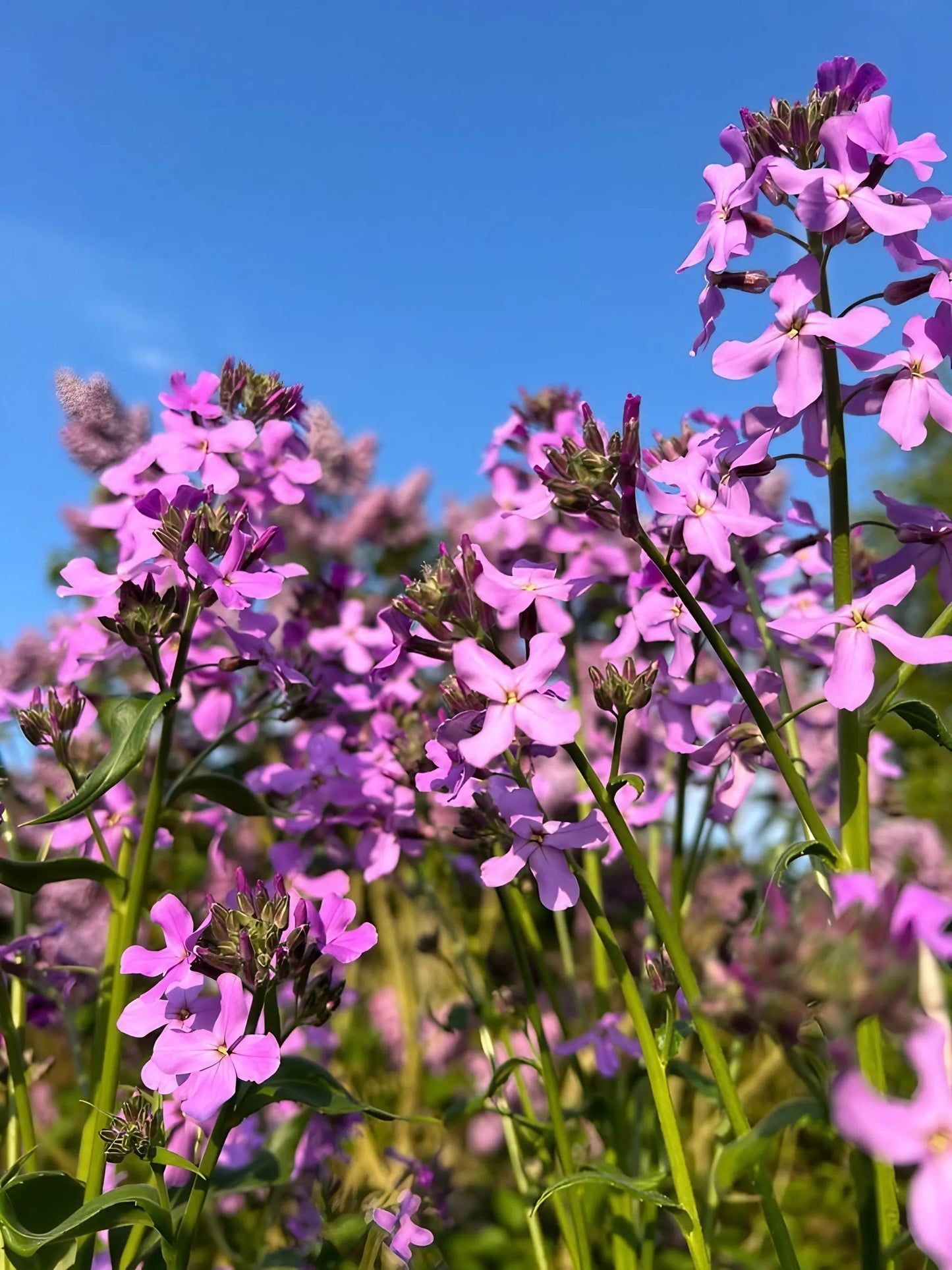 Hesperis matronalis Purple (Sweet Rocket)