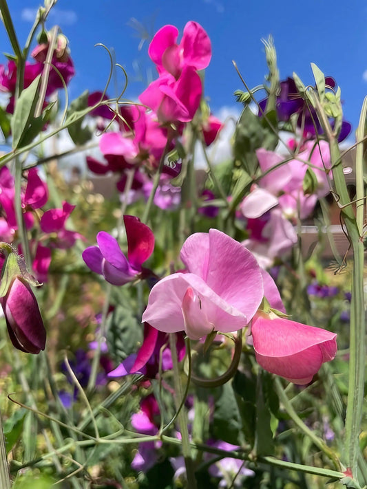 Sweet Pea Bishy Barnabee Mix