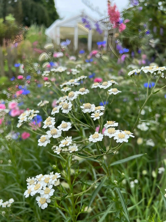 Achillea Ballerina