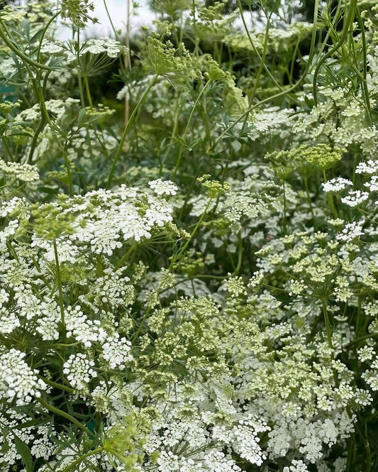 Ammi Majus