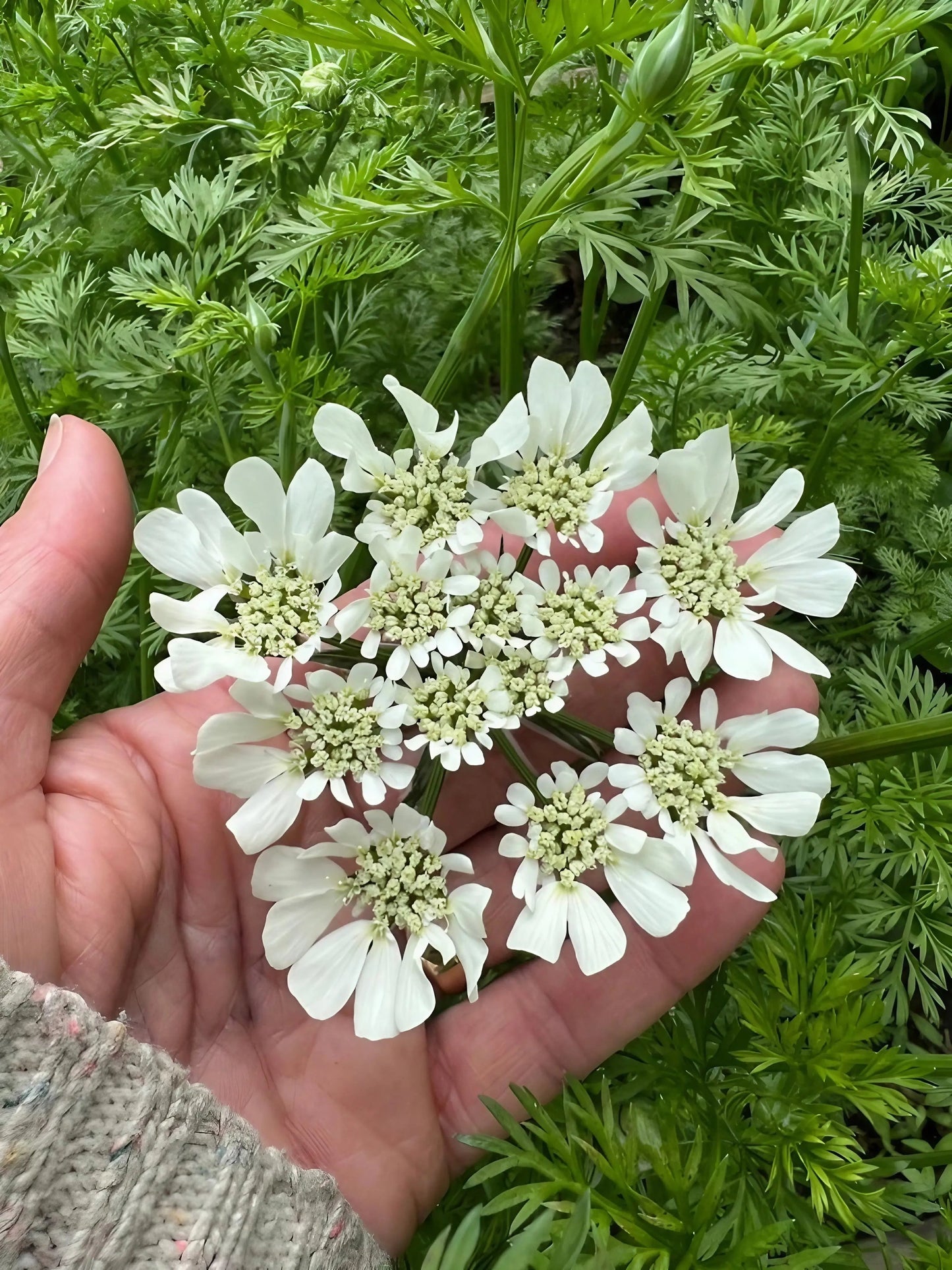 Orlaya Grandiflora