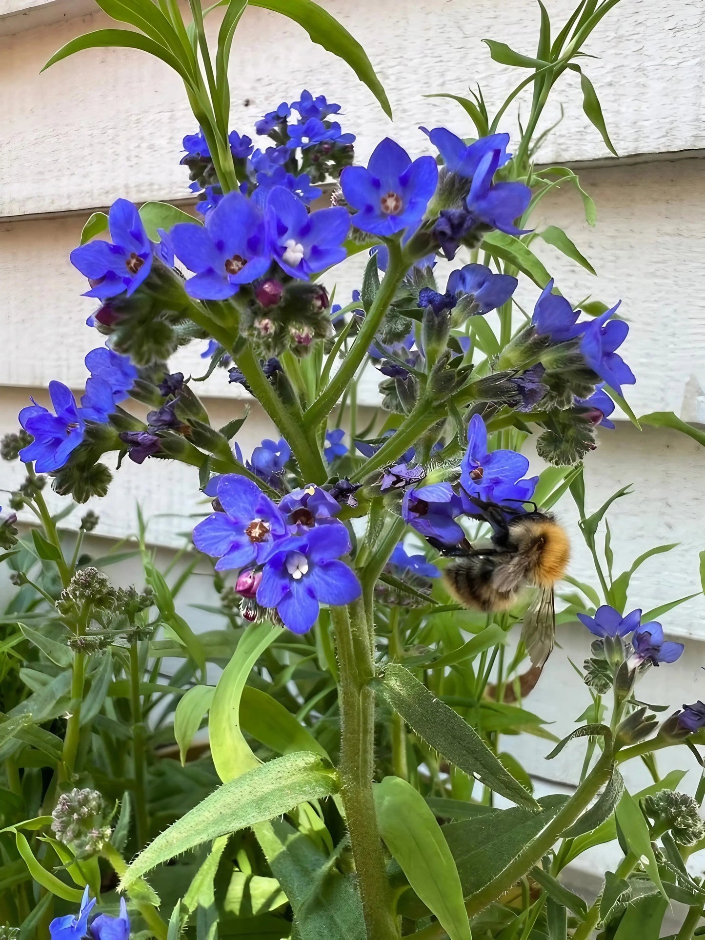 Anchusa Blue Angel