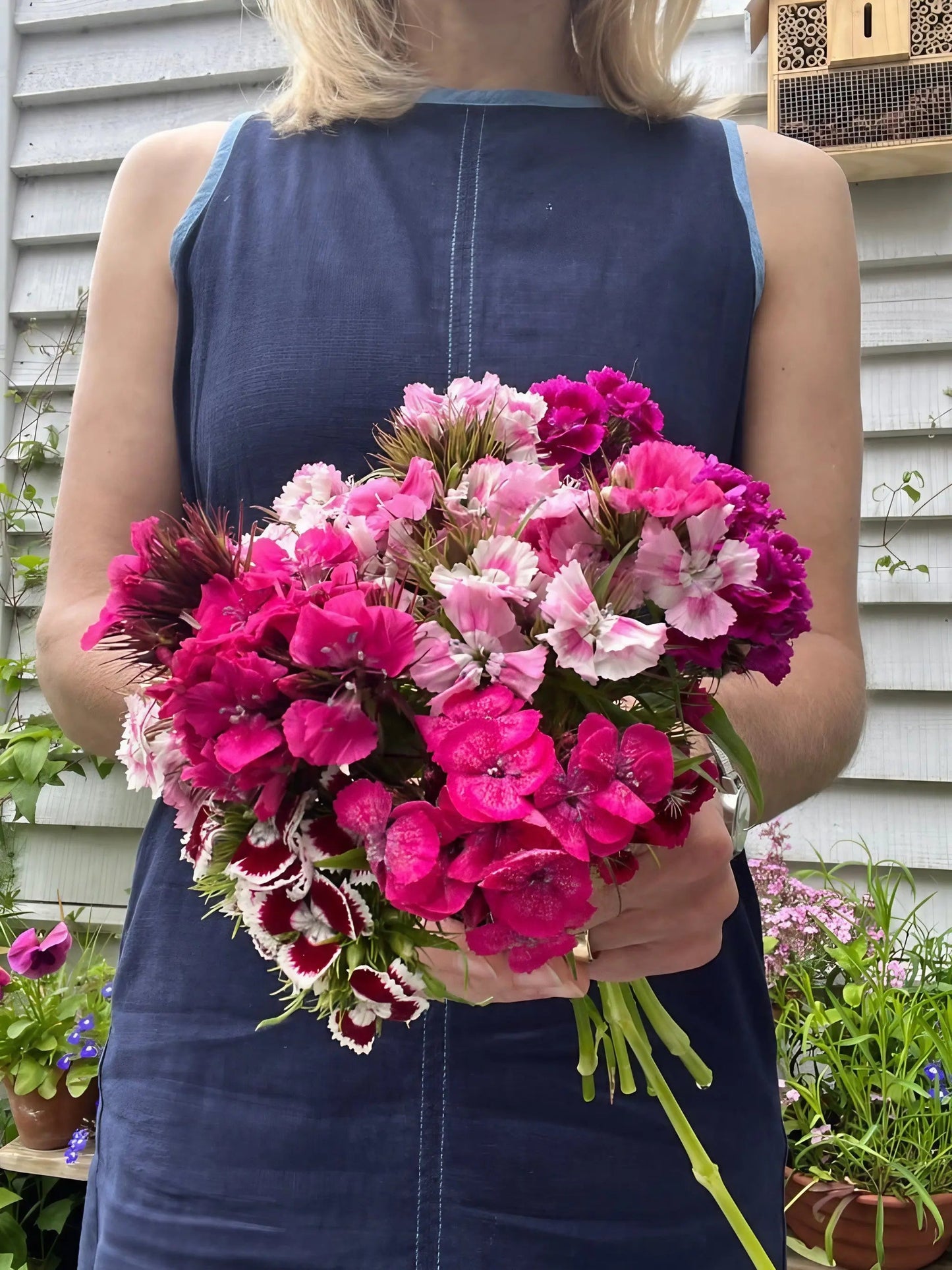 Sweet William Auricula Eyed Mixed