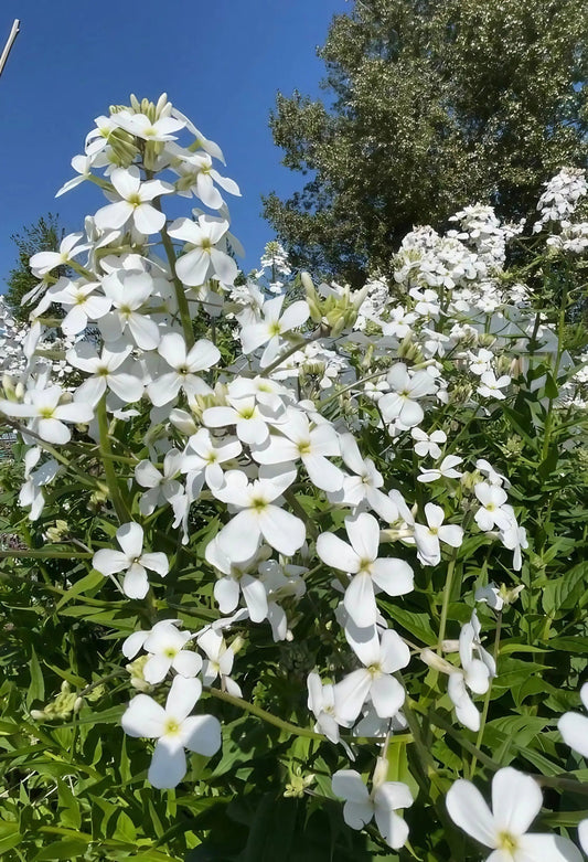 Hesperis matronalis White (Sweet Rocket)