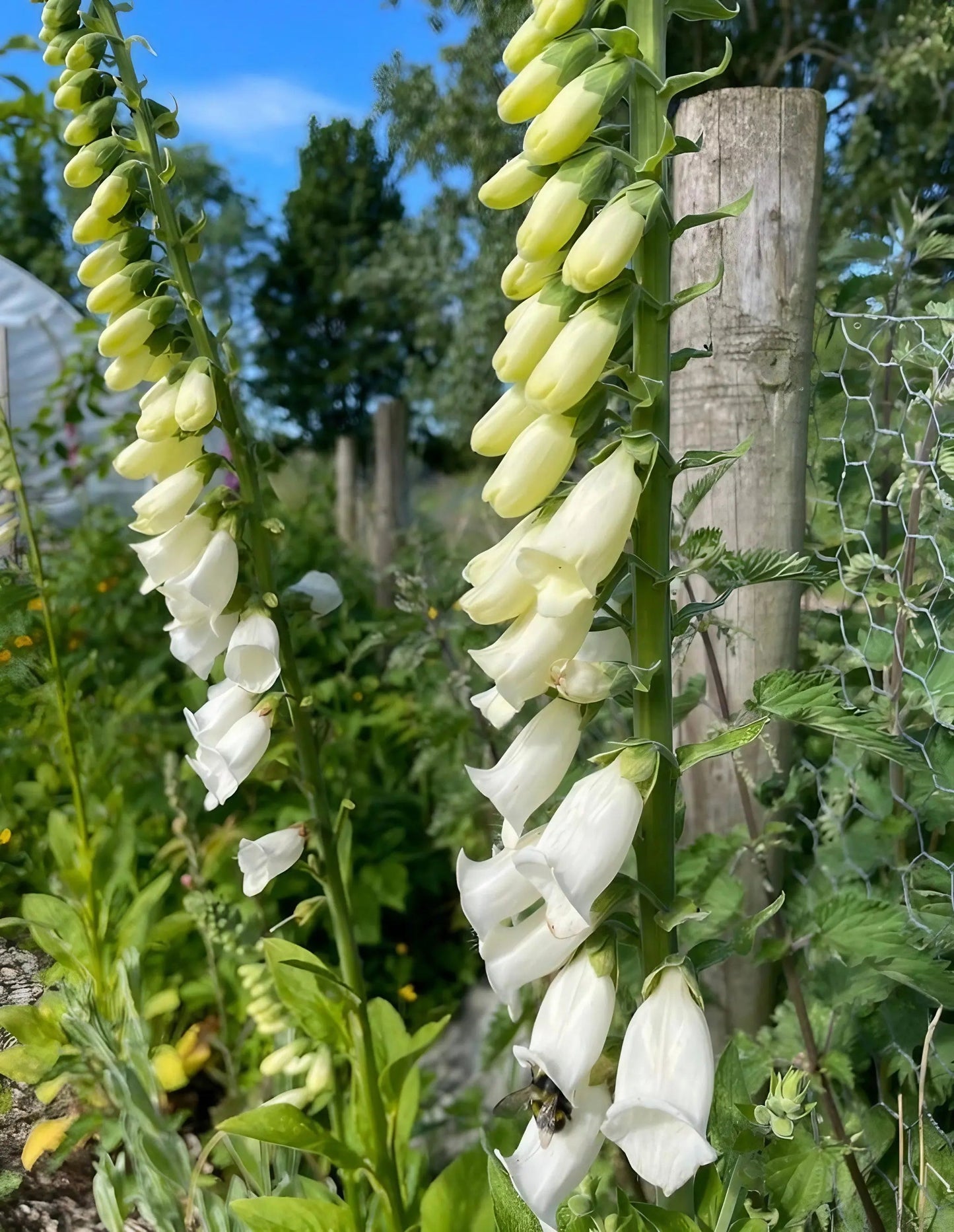 Foxglove Bishy Barnabee Mix