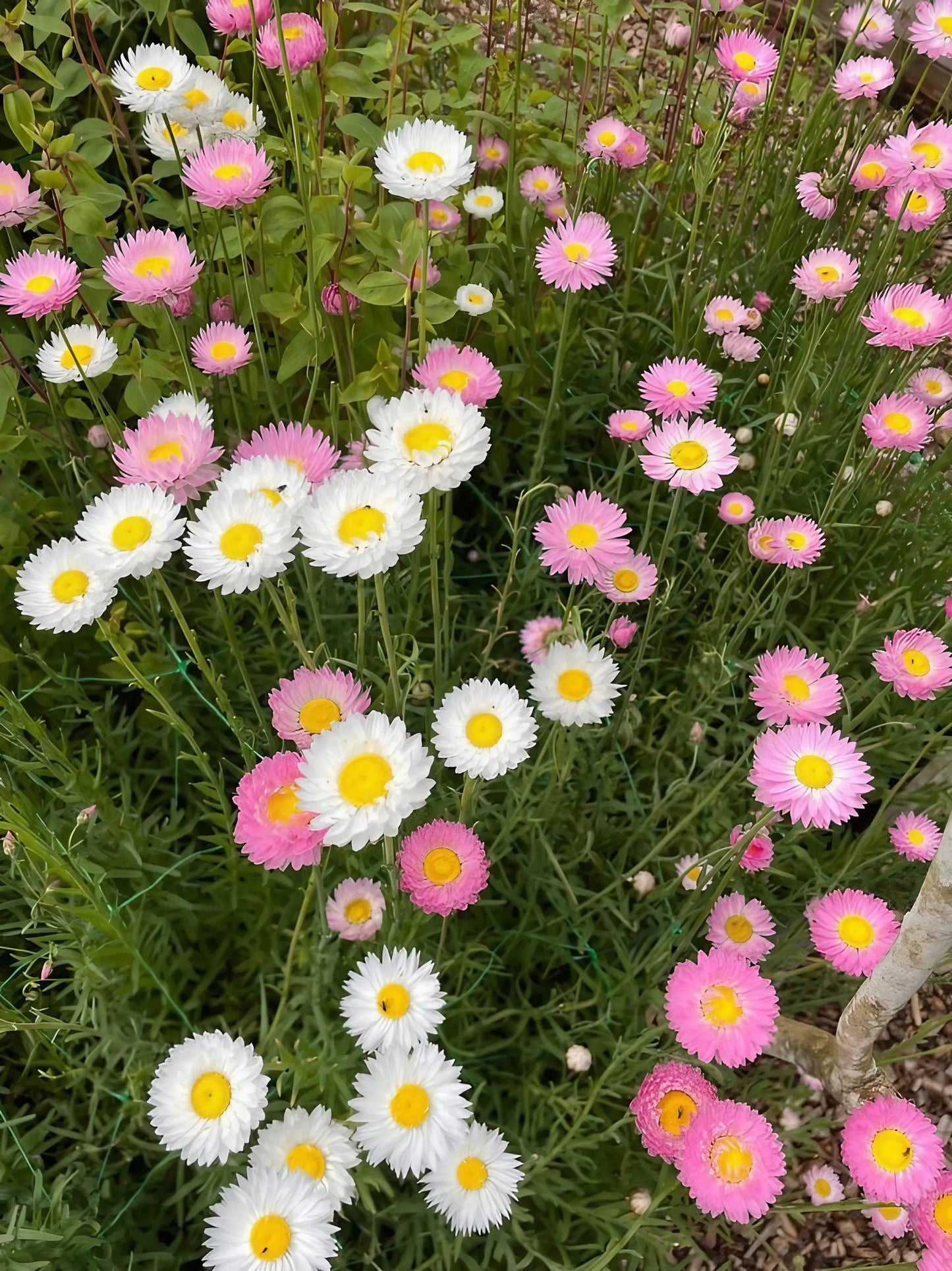 Strawflower Acroclinium Grandiflorum Mixed