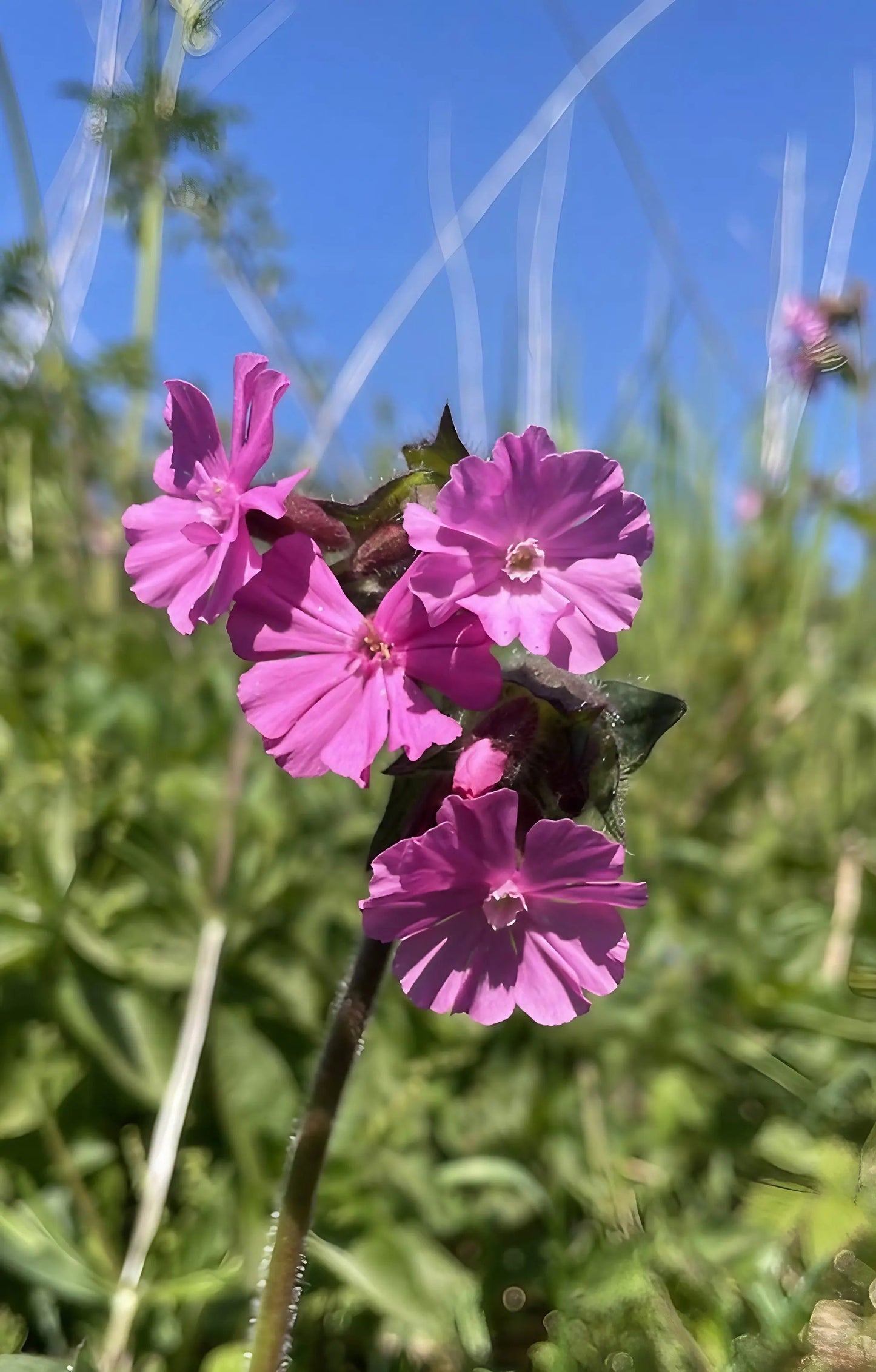 Red Campion