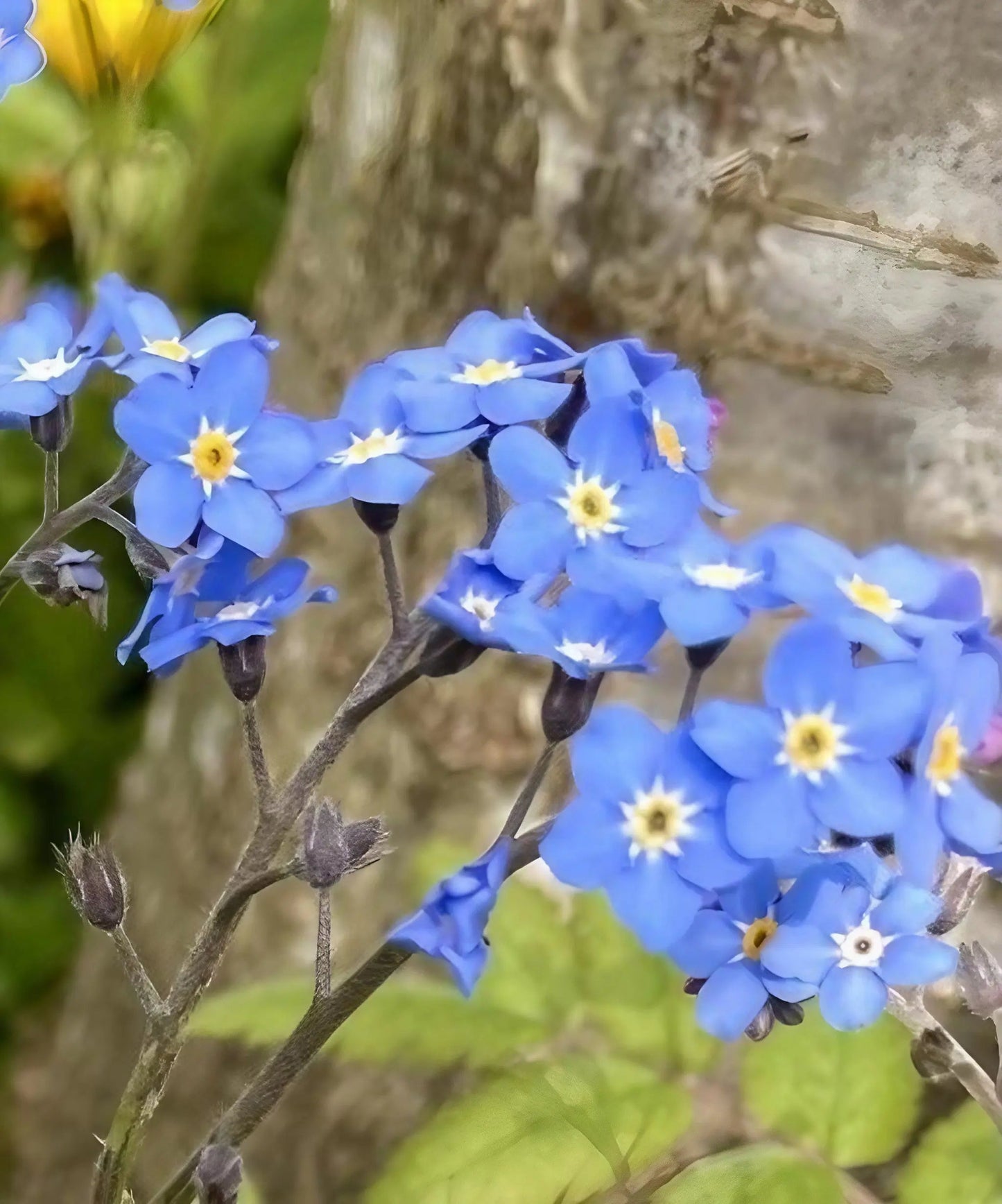 Forget-me-not Blue