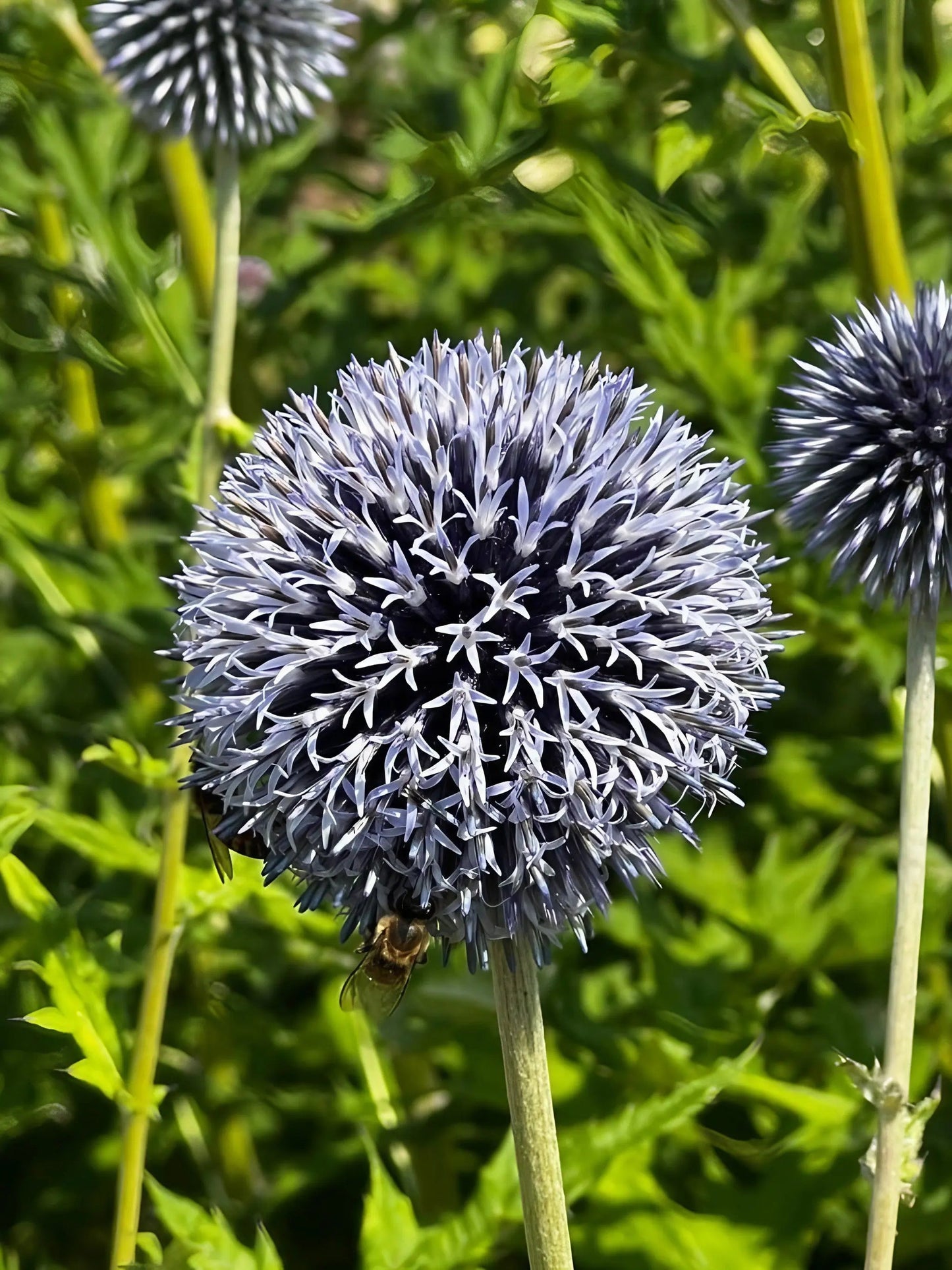 Echinops ritro Metallic Blue