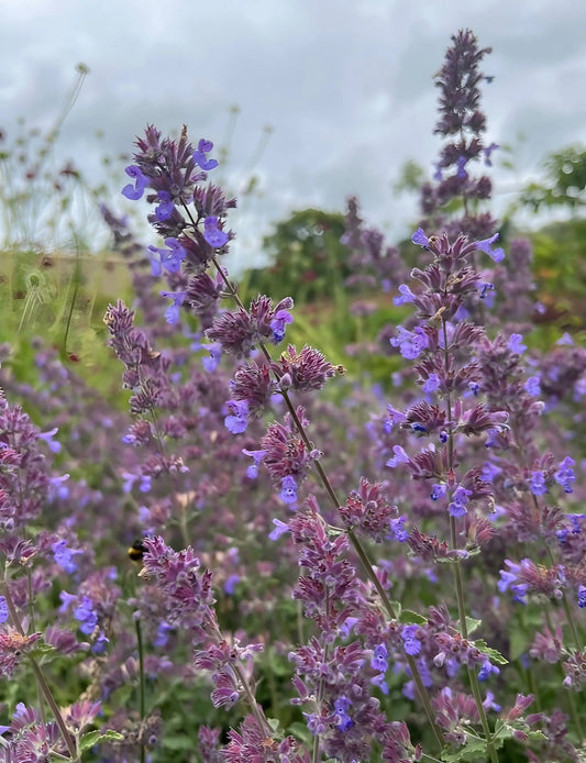 Nepeta Mussinii - Catmint