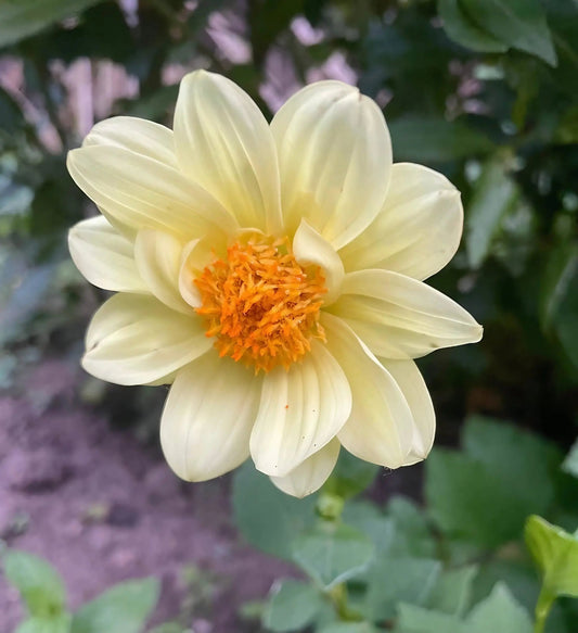 Dahlia Early Bird Mix