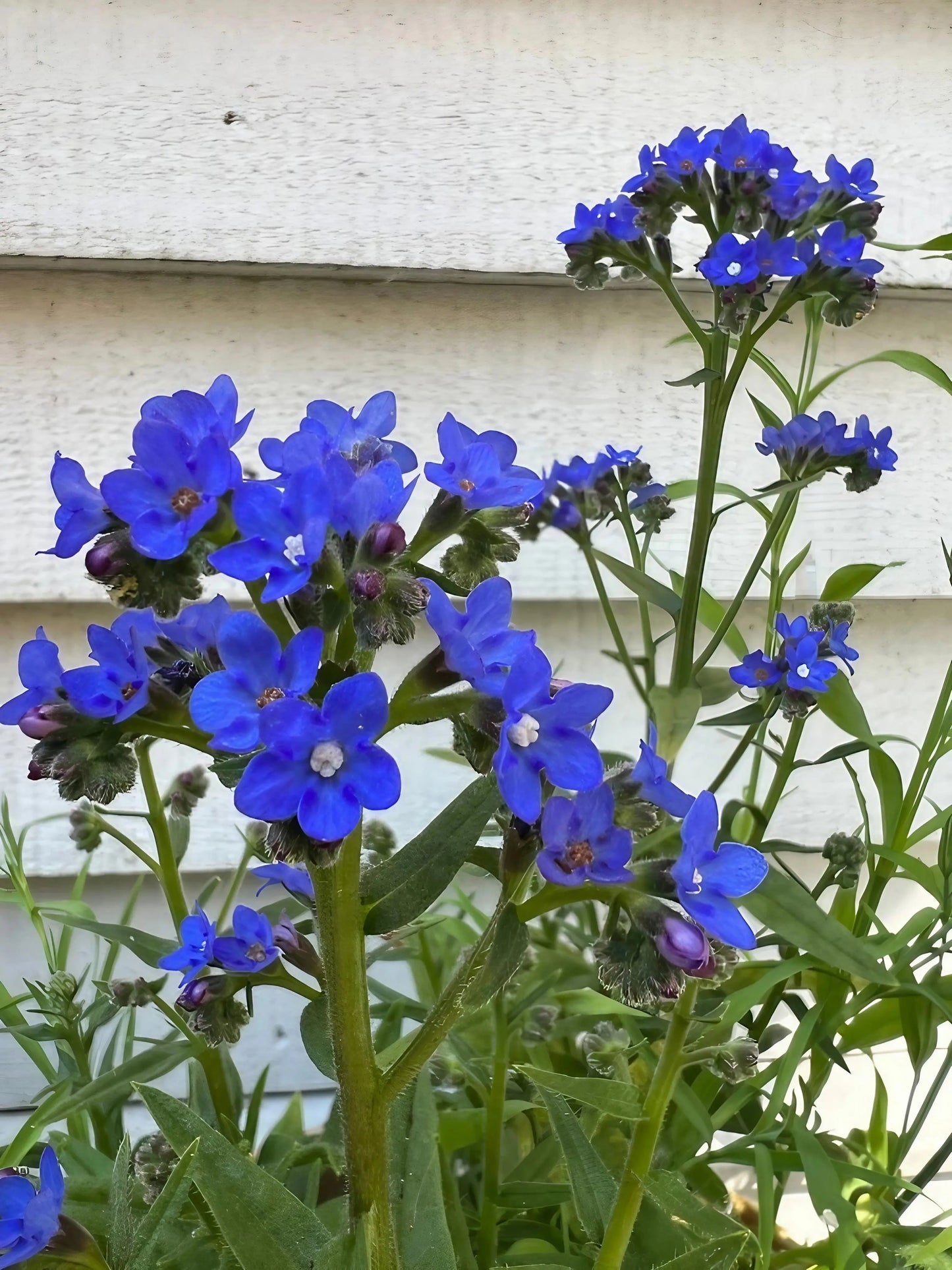 Anchusa Blue Angel