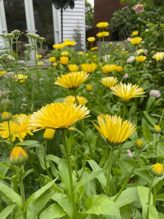 Calendula Pacific Beauty Cream