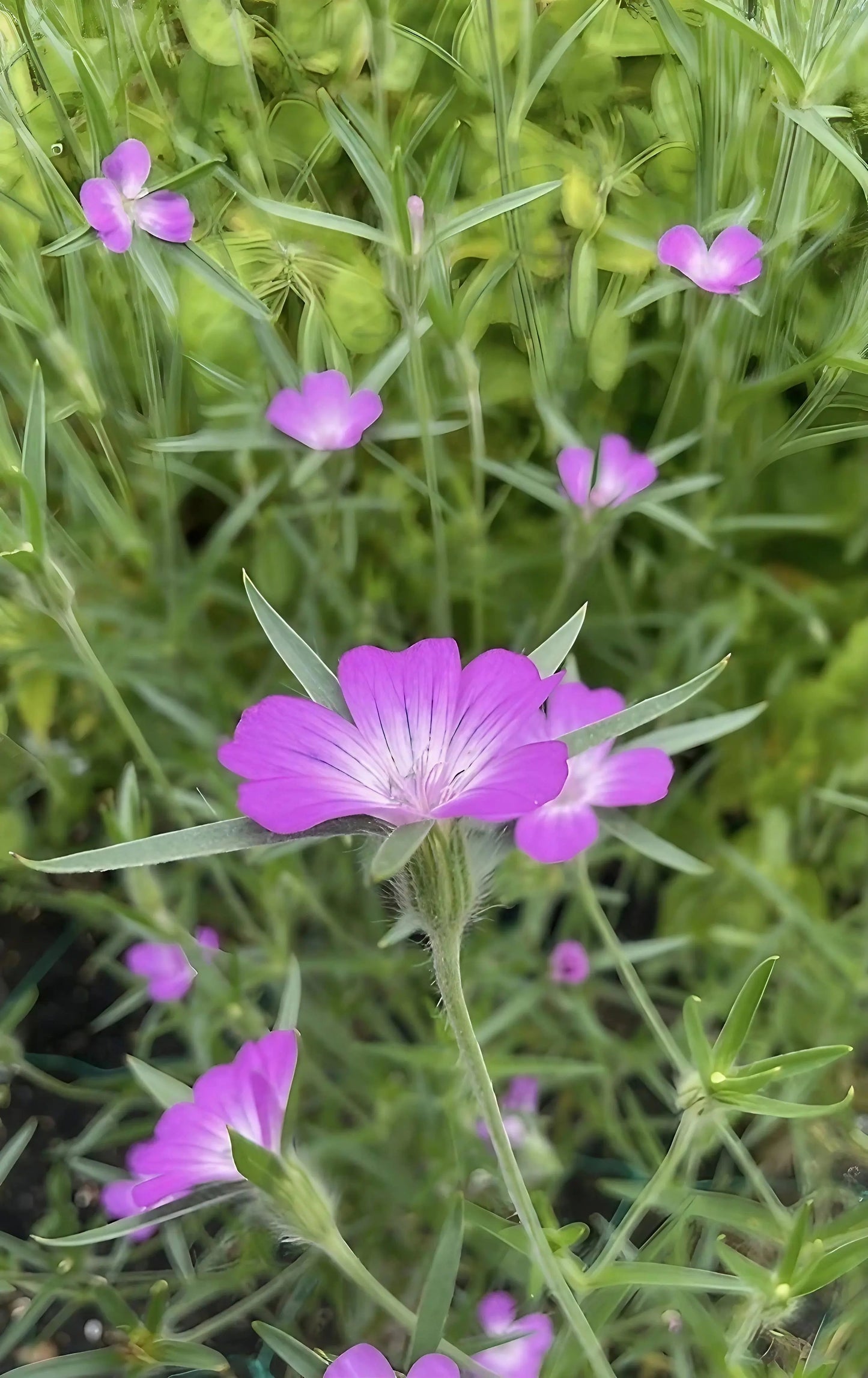 Corncockle - Agrostemma githago