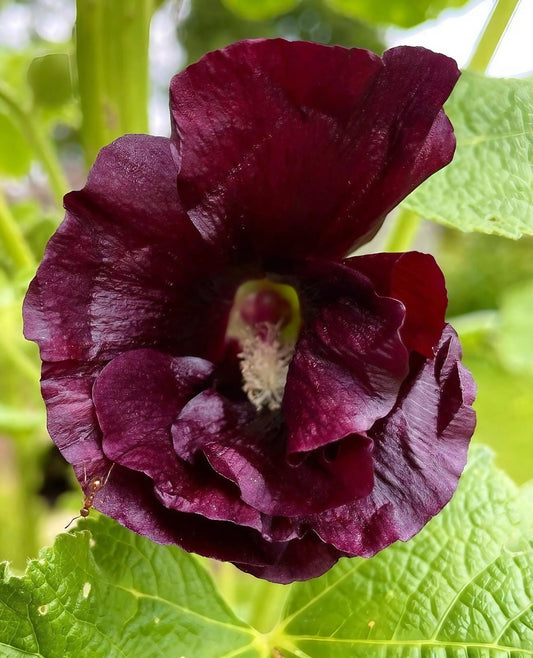 Hollyhock Nigra