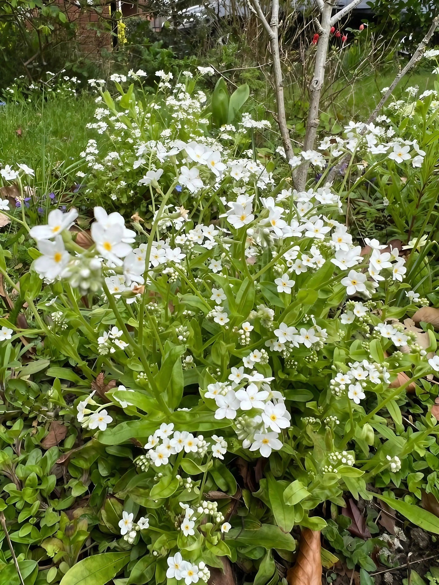 Forget-me-not White