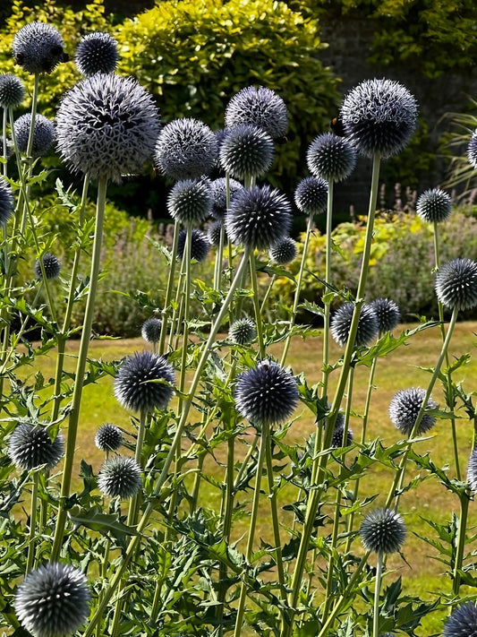 Echinops ritro Metallic Blue