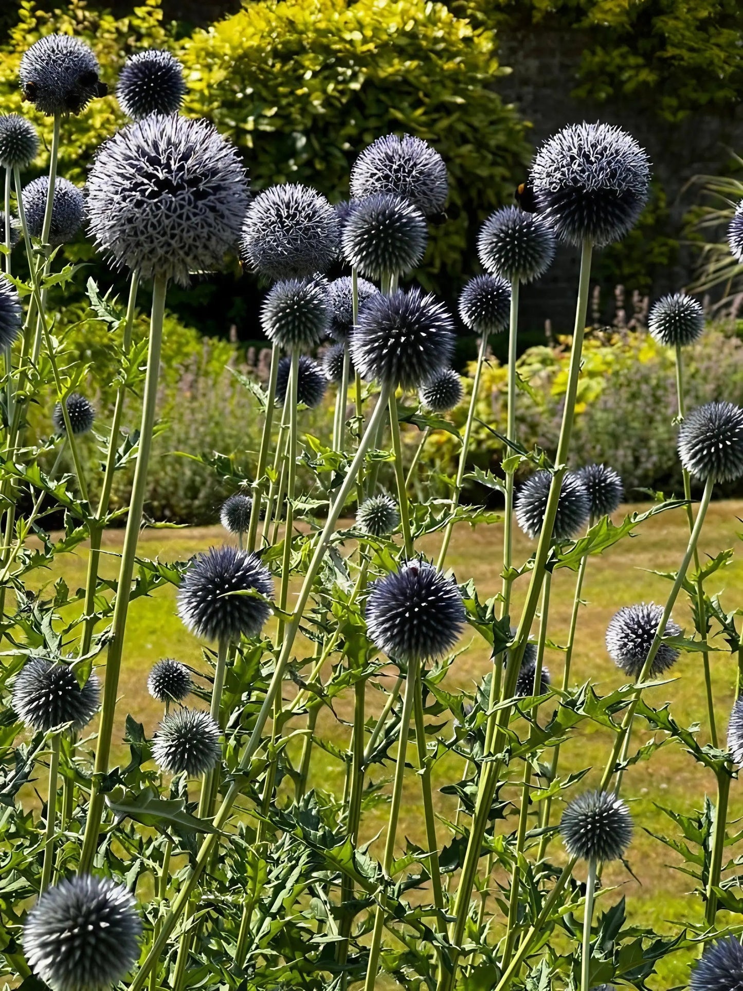 Echinops ritro Metallic Blue