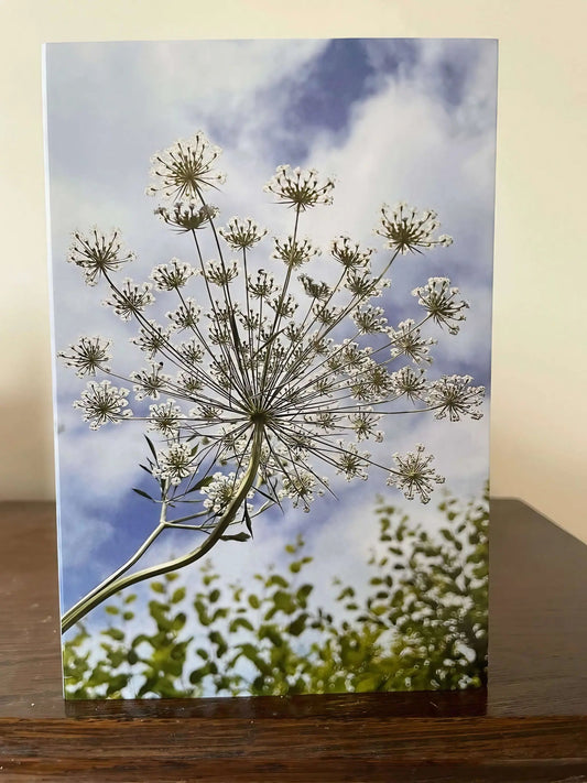 Ammi against a Norfolk sky Greeting Card