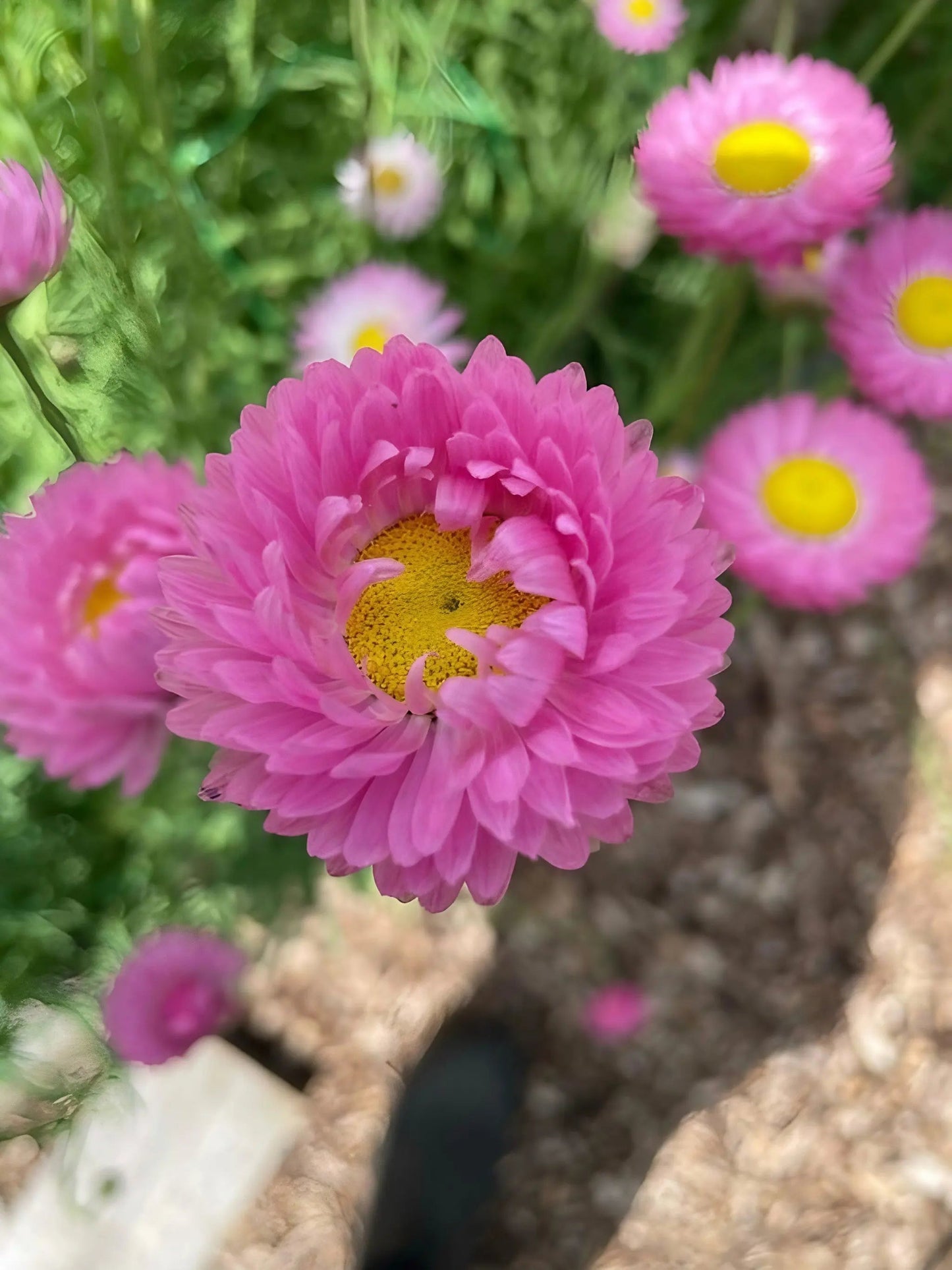 Strawflower Acroclinium Grandiflorum Mixed