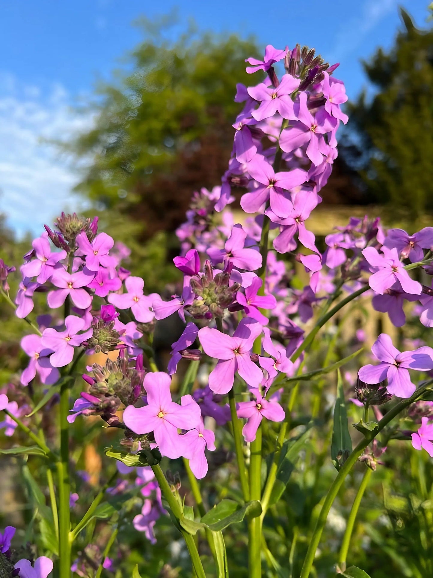 Hesperis matronalis Purple (Sweet Rocket)