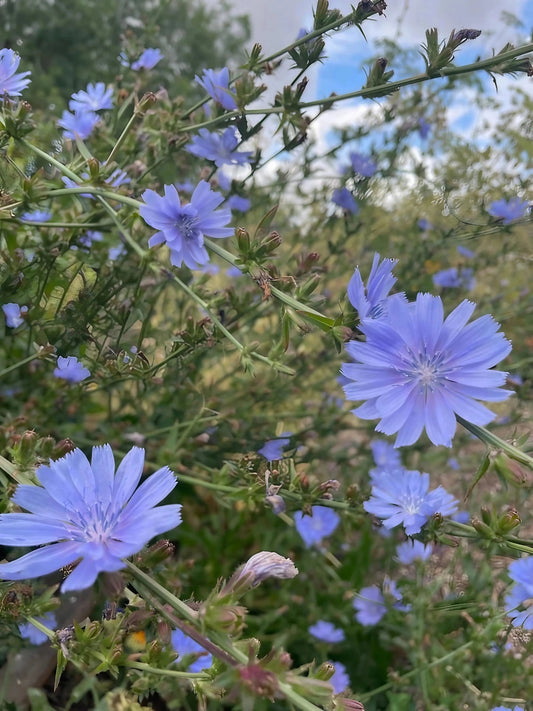 Chicory Wild