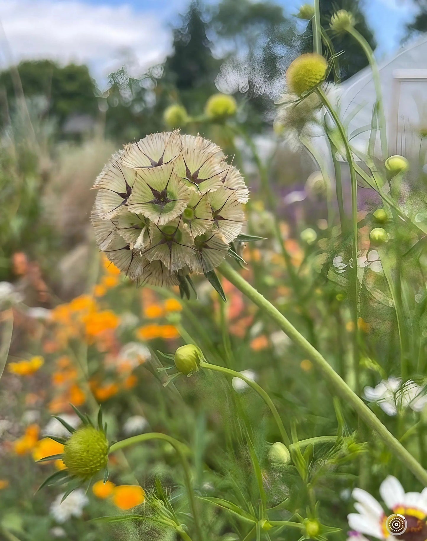 Scabiosa 'Drumstick'