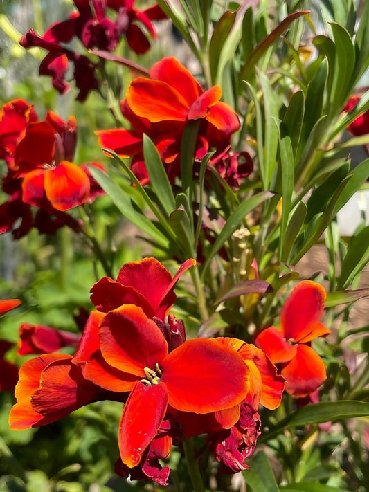 Wallflower Fire King