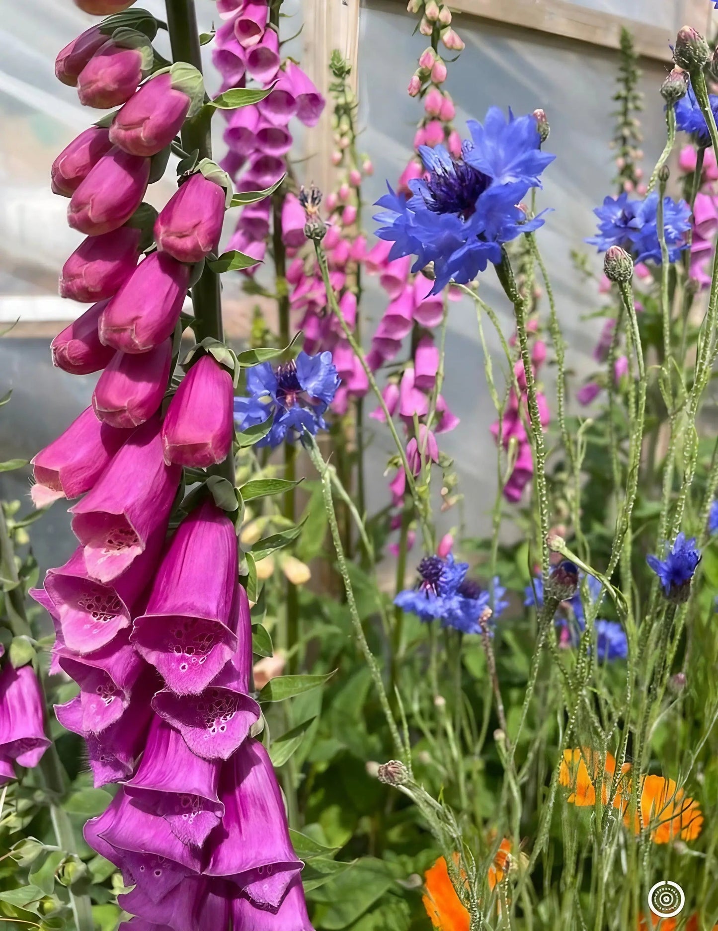 Foxglove Bishy Barnabee Mix