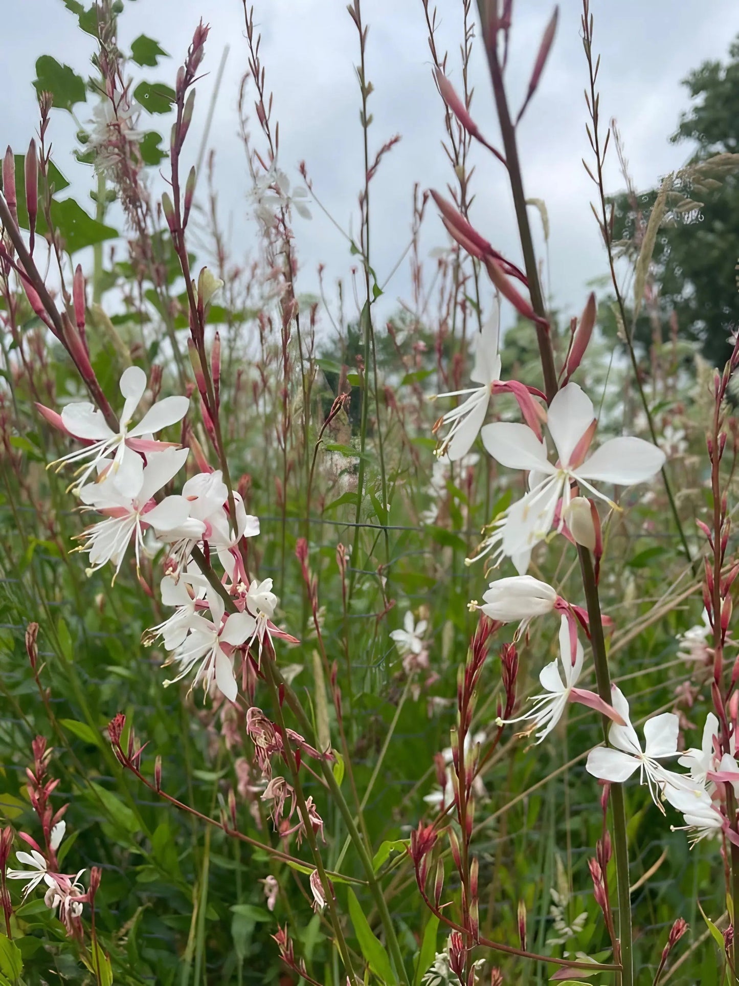 Gaura 'The Bride'