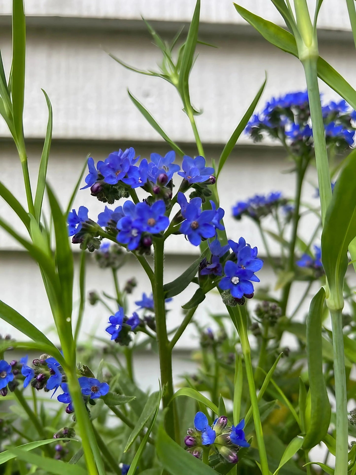 Anchusa Blue Angel