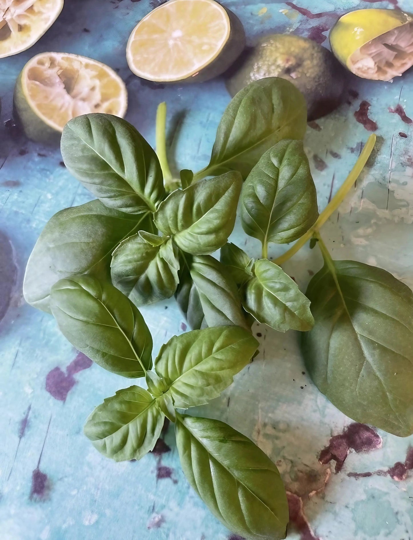Basil Thai Large Leaf
