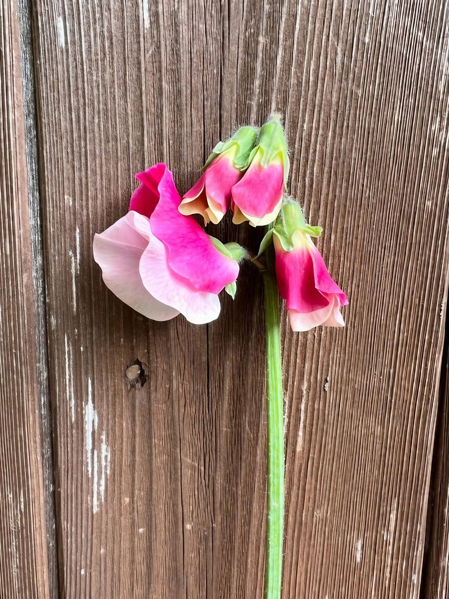 Sweet Pea Parfume Promise