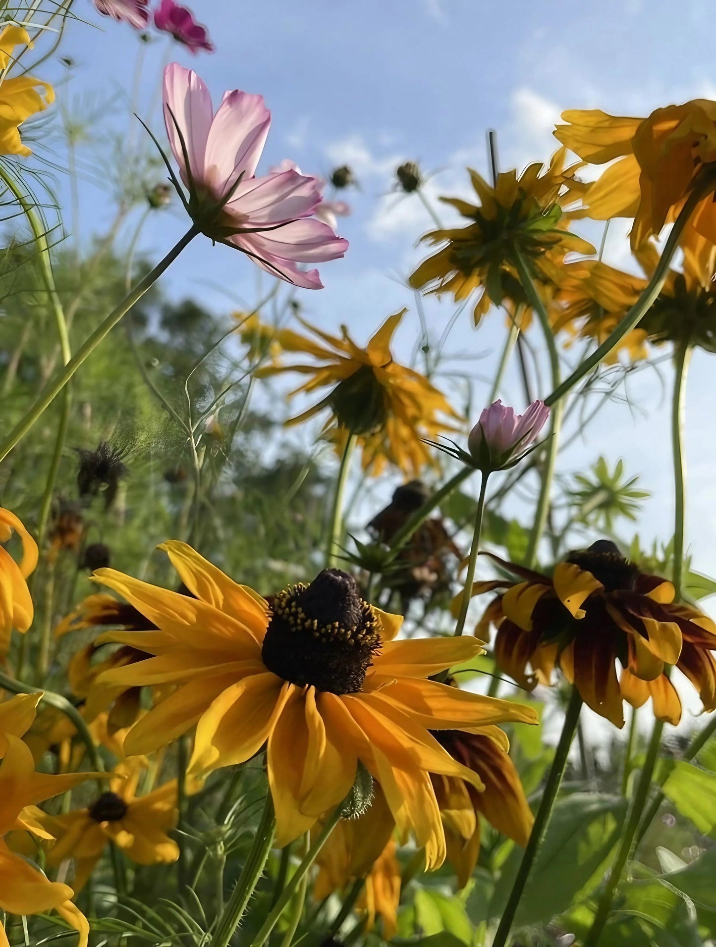 Rudbeckia Marmalade