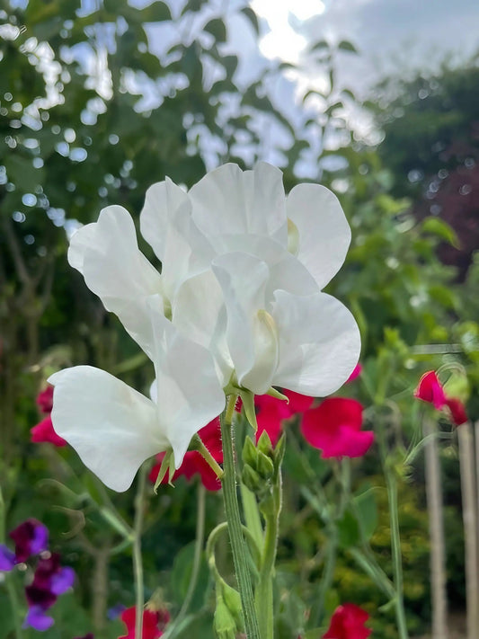 Sweet Pea Swan Lake