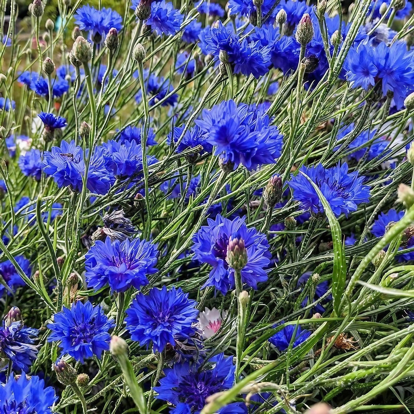 Cornflower Blue Ball