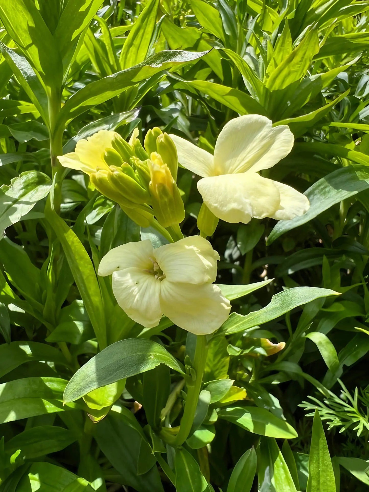 Wallflower Ivory White