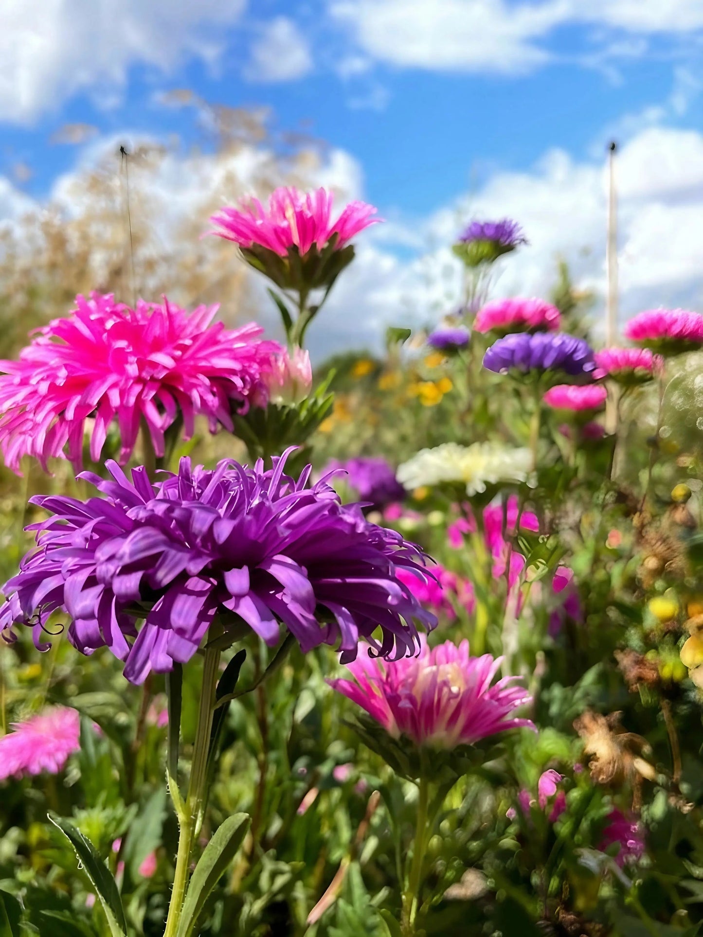 Aster Ostrich Plume