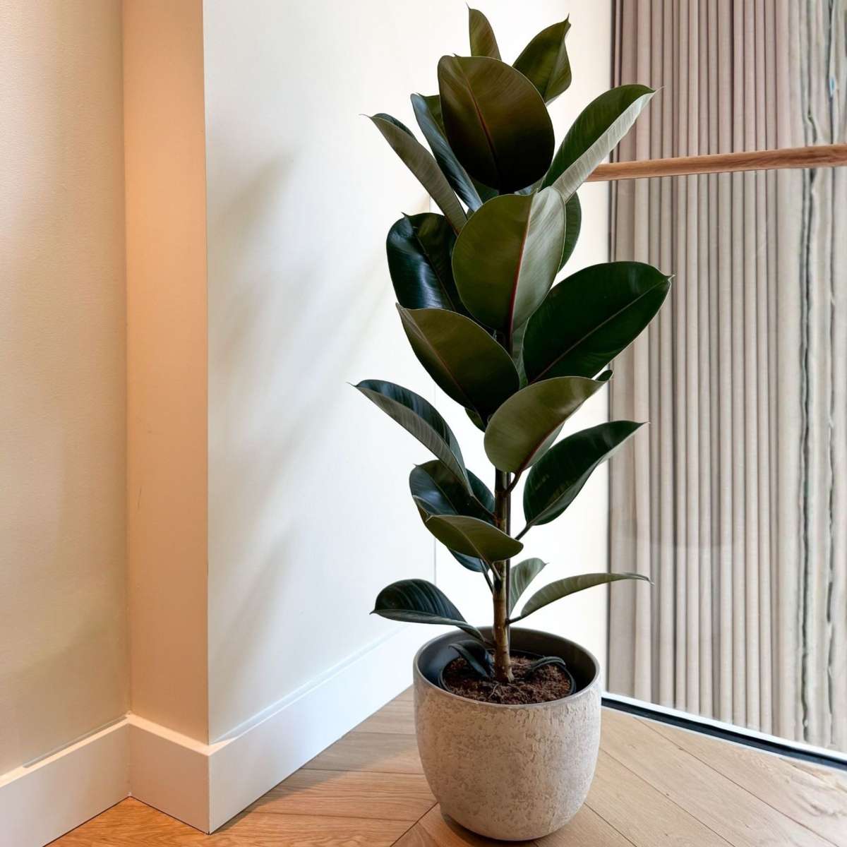Rubber Plant - Ficus Elastica 'Robusta' - Height 75-100cm - ⌀24cm