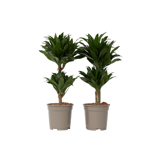 Dragon Tree - 2 pcs. - Dracaena surculosa - Height 50-65cm - ⌀17cm