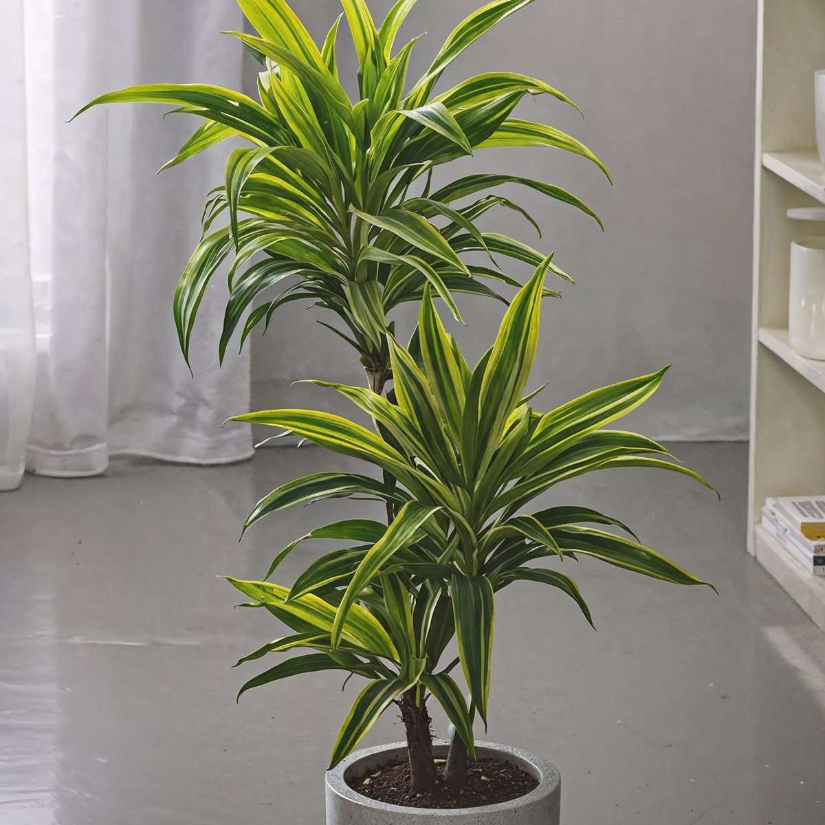 Dragon Tree - Dracaena deremensis 'Lemon Lime' - Height 60-70cm - ⌀17cm