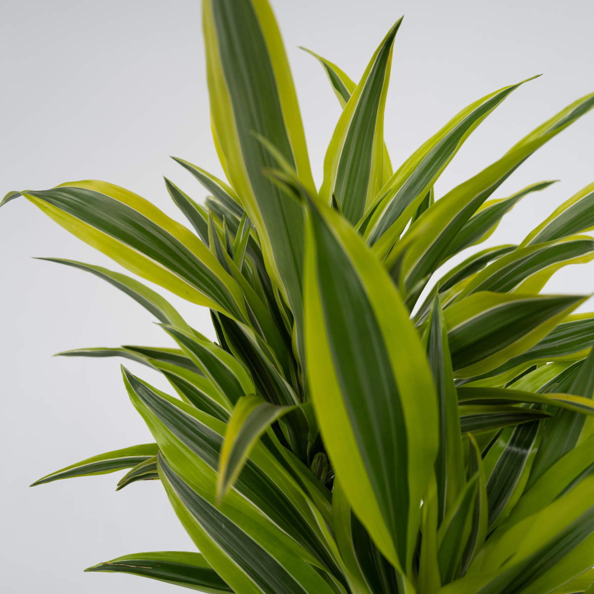 Dragon Tree - 2 pcs. - Dracaena deremensis 'Lemon Lime' - Height 60-70cm - ⌀17cm