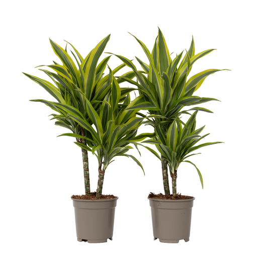 Dragon Tree - 2 pcs. - Dracaena deremensis 'Lemon Lime' - Height 60-70cm - ⌀17cm