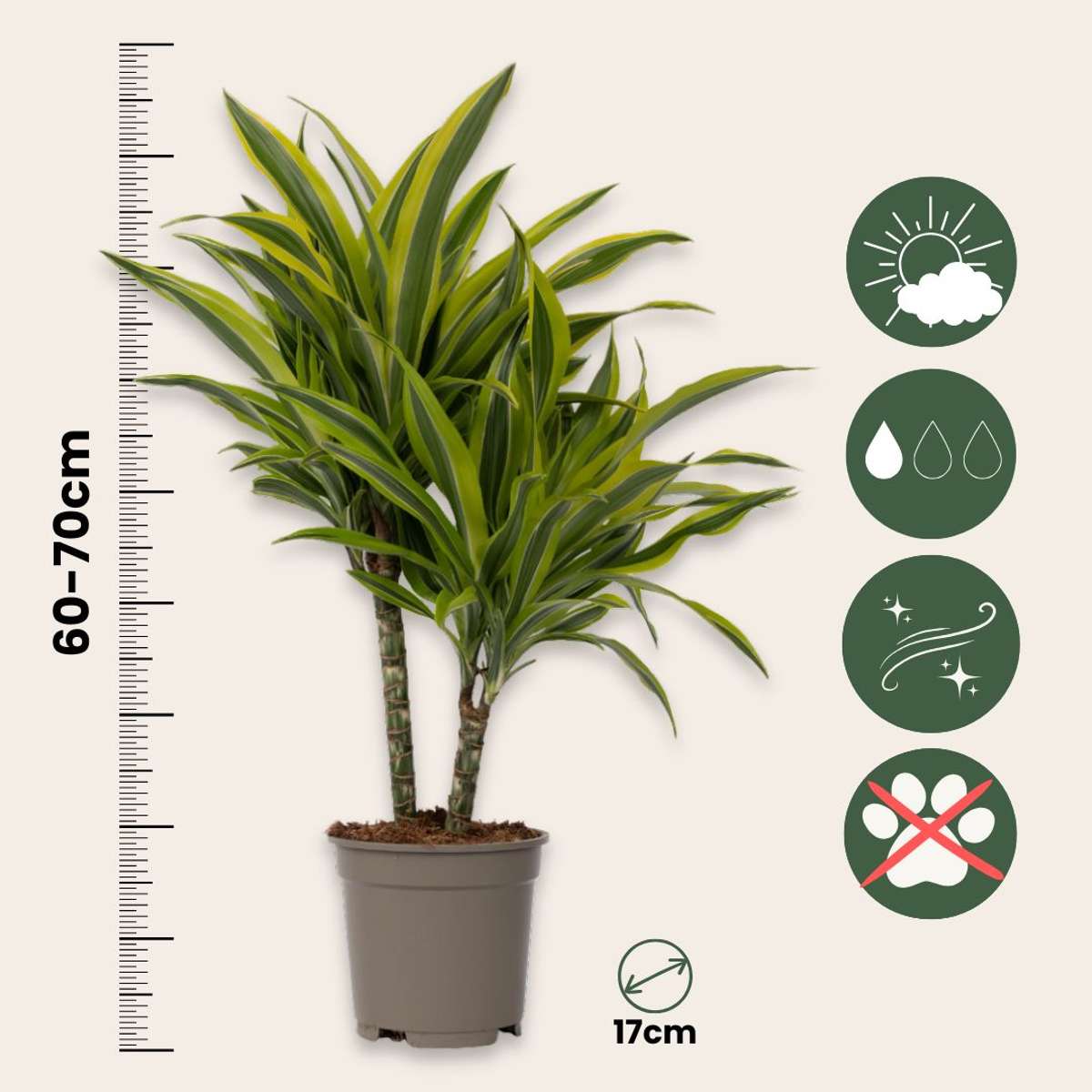 Dragon Tree - 2 pcs. - Dracaena deremensis 'Lemon Lime' - Height 60-70cm - ⌀17cm