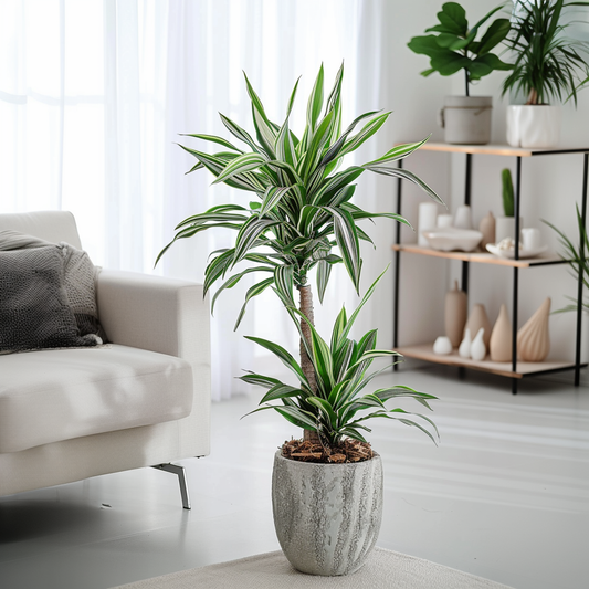 Dragon Tree - Dracaena deremensis 'White Stripe' - Height 60-70cm - ⌀17cm
