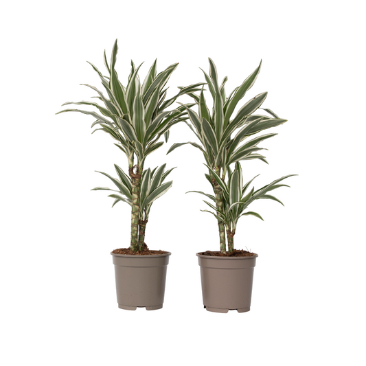 Dragon Tree - 2 pcs. - Dracaena deremensis 'White Stripe' - H60-70cm - ⌀17cm