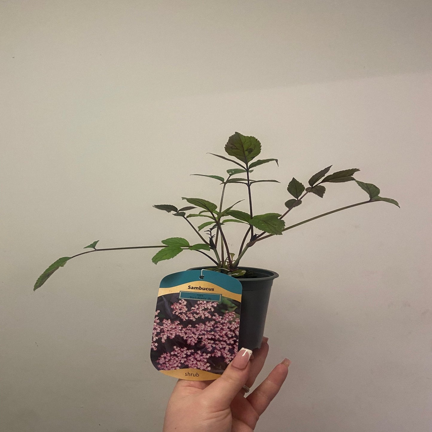 Sambucus nygra 'Black Beauty' 9cm / 3L