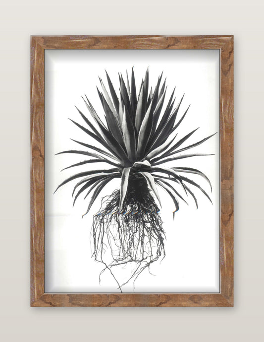 David Ballam - Aloe 20
