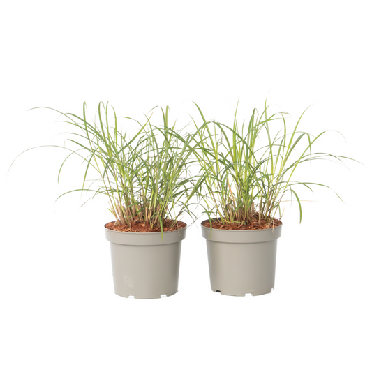 Chinese silver grass - 2 pcs. - Miscanthus 'Red Chief' - Height 40-60cm - ⌀23cm