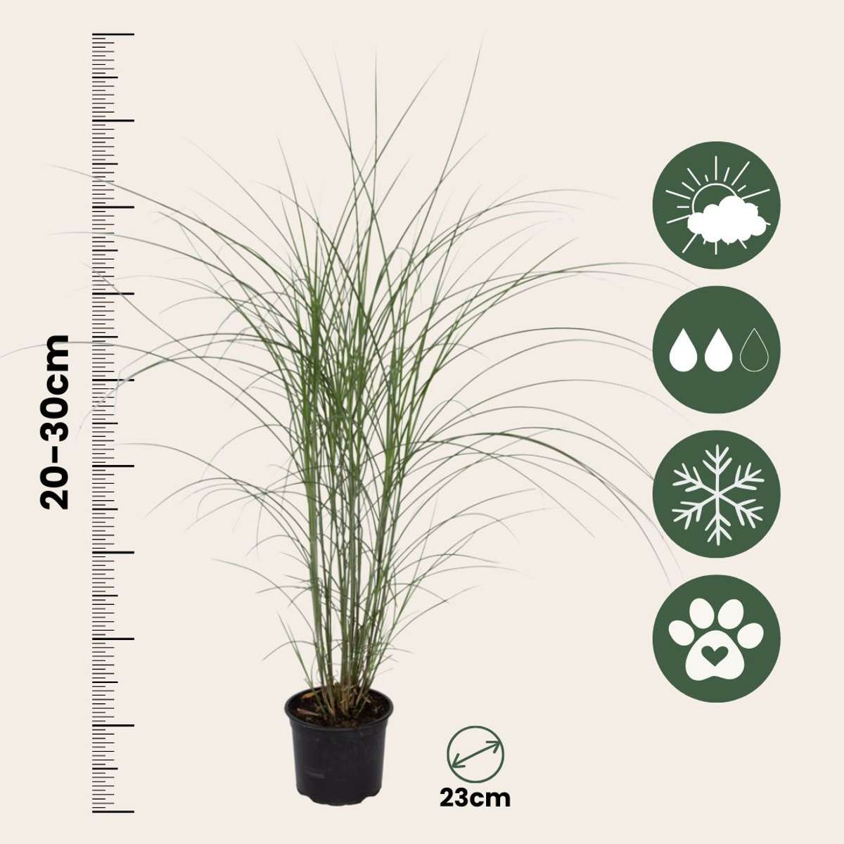 Chinese silver grass - 2 pcs. - Miscanthus - Height 20-30cm - ⌀23cm